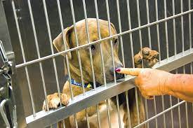Hours may change under current circumstances Is St Louis County Ready To Give Up Its Problem Animal Shelter Feature St Louis St Louis News And Events Riverfront Times