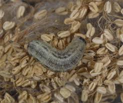 Image result for Eupithecia tenuiata