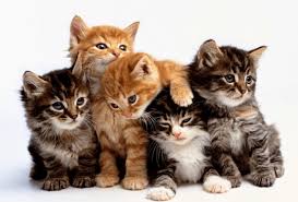 The united states has the highest cat population in the world followed by china and russia. 10 Most Popular Cat Breeds In Singapore Kohepets Blog