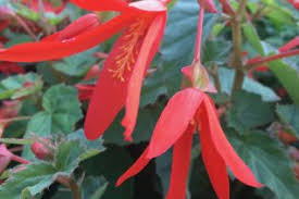 Image result for Begoniaceae