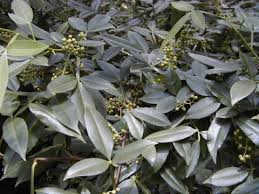 Image result for Zanthoxylum