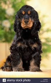 Black And Tan Cocker Spaniel Puppies For Sale In Nc Black Cocker Spaniel Puppy High Resolution Stock Photography And Images Alamy