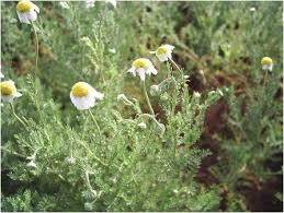 Ils ont en effet souvent servi de relais entre le grec ancien, l'araméen, le persan et les langues indiennes d'un côté, et les langues européennes de l'autre. La Camomille Et Ses Vertus Baboundj En Arabe Les Remedes Du Sahara Une Therapie Extraordinair