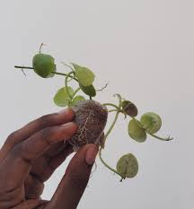 Image result for Lactuca imbricata