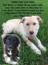 Foster or rescue 3 stray dogs near Rio outlets