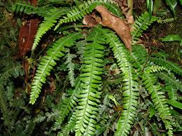 Image result for Arthropteris anniana