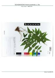 Image result for Schizaeaceae