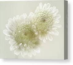 What could be better for a photographer than experimenting with flower photography and. Dew Drops On White Chrisantemus Canvas Print Canvas Art By Flower Photography By Viorica Maghetiu