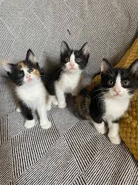 H'Attard Stray Animal Support Group