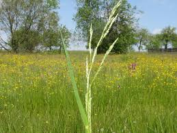 Image result for Glyceria fluitans