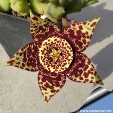 Image result for Orbea paradoxa