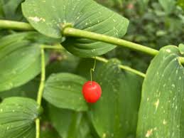 Image result for Jasminum streptopus