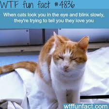 When Cats Look At You And Blind Slowly Wtf Fun Fun Facts Wtf Fun Facts Cat Facts