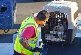 Find the list of top top courier services in philippines on our business directory. International Pet Shipping Scandasia