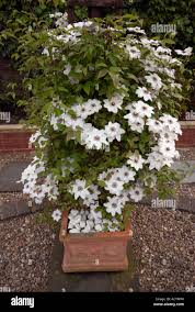 Image result for Clematis commutata