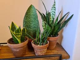 Keep them out of reach of pets and children! Snake Plant Leaves Falling Over Osera