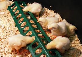 When Will My Chicken Start Laying Eggs The Happy Chicken Coop