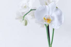 17 gambar bunga teratai paling cantik 2019 gambar pedia bisa kita lihat dai beberapa gambari di bawah ini berbagai jenis bunga teratai yang ada nampak gambar bunga teratai putih yang cantik beautiful flower. Cantik Mempesona 5 Bunga Berwarna Putih Ini Cocok Buat Dekorasi Ruangan Portal Probolinggo