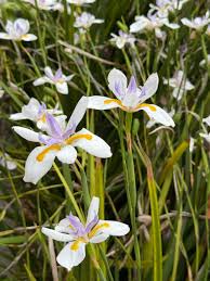Image result for Dietes grandiflora