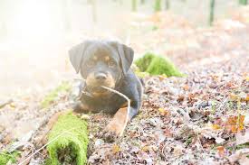 Click here to view rottweiler dogs in california for adoption. Can Rottweilers Stay Outside In The Heat Embora Pets