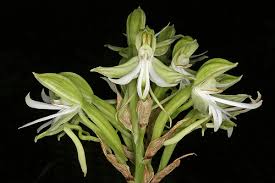 Image result for Bonatea