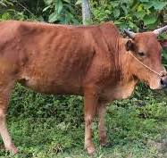 Chủ động phòng, chống bệnh viêm da nổi cục trên trâu, bò