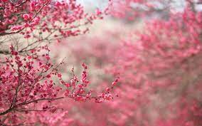 As you might have known, the samurai is an aesthete. The Most Popular Japanese Flower Meanings Question Japan