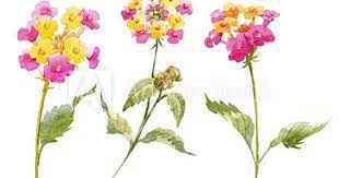 Watercolor Lantana Flower Set Lantana Flower Plant Sketches Flower Painting