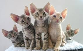Devon Rex Kedisi Ve Ozellikleri Miyhav Com