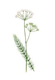 Caraway is easy to grow and is resistant to usda zone 3. Whorled Caraway National Botanic Garden Of Wales