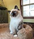Birman Kittens for sale in Virginia - Felines4us
