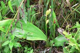 Image result for Liparis harketii