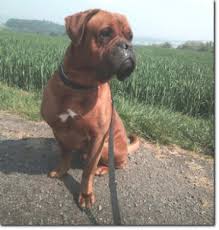Check spelling or type a new query. Scoob Bordeaux Dogge Boxer Mix 7 Jahre Boxer Nothilfe Deutschland E V