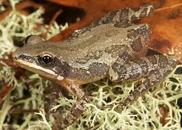 To obtain permission to use this photo for educational purposes, email tadpole@ufl.edu. Southern Chorus Frog Facts And Pictures