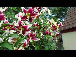 We did not find results for: How Many Types Of Lily Flowers Are There Rolling Greens Nursery