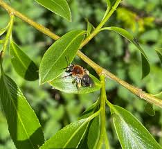 Image result for Trichopteryx elegantula