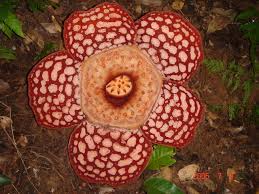 Bunga terbesar rafflesia dikenal sebagai tanaman yang unik lantaran ukuran bunganya yang raksasa dan bau busuknya. Nature Belum Explorer Fascinating And Enjoying The Older Rainforest In The World