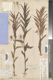 Image result for Walleria nutans