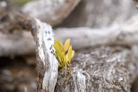 Image result for Cadaba glaberrima