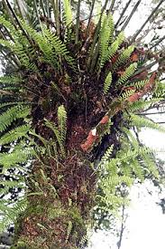 Image result for Stangeria eriopus