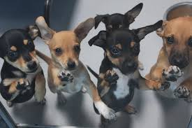 Maybe you would like to learn more about one of these? Adopting Puppies
