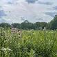 Journey through the Tallgrass: Prairie Hike with a Naturalist