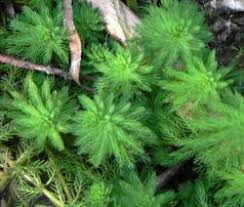 Image result for Haloragaceae