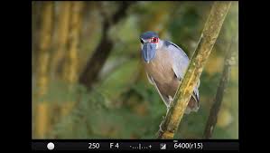 Perfect Autofocus For Wildlife In Difficult Shooting Environments Fstoppers