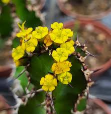 Image result for Euphorbia memoralis