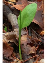 Image result for Ophioglossum vulgatum