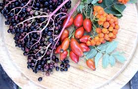 Wildfruechte In 2020 Obst Fruchte Wild