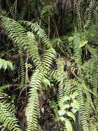 Image result for Asplenium normale