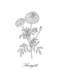 Marigold Botanical Drawing By Masha Batkova 1,364 marigolds clip art images on gograph. marigold botanical by masha batkova