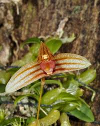Image result for Bulbophyllum sp. nov